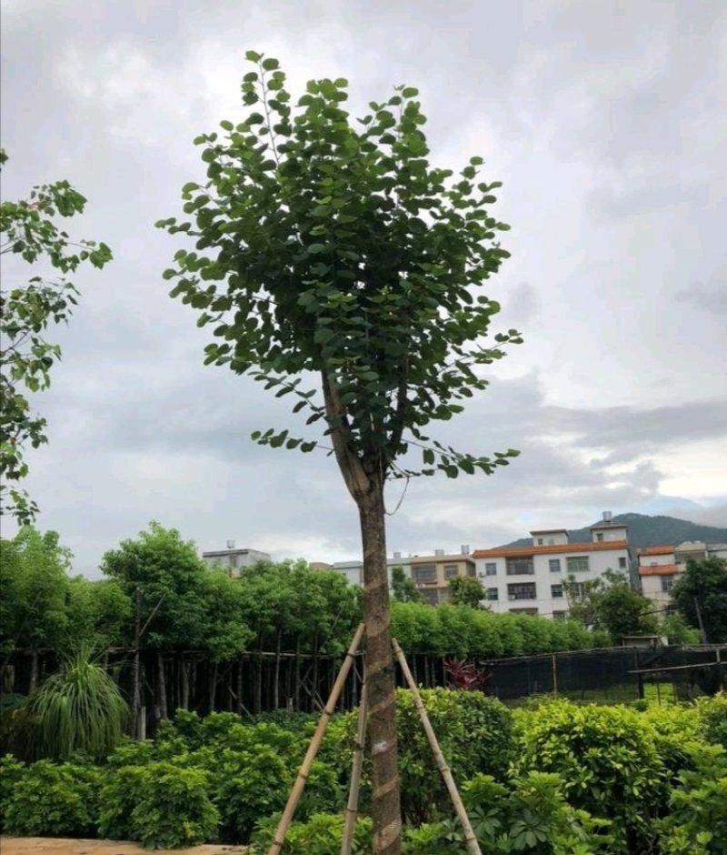 宫粉紫荆（开粉红花）小区工程，市政场规的重点乔木