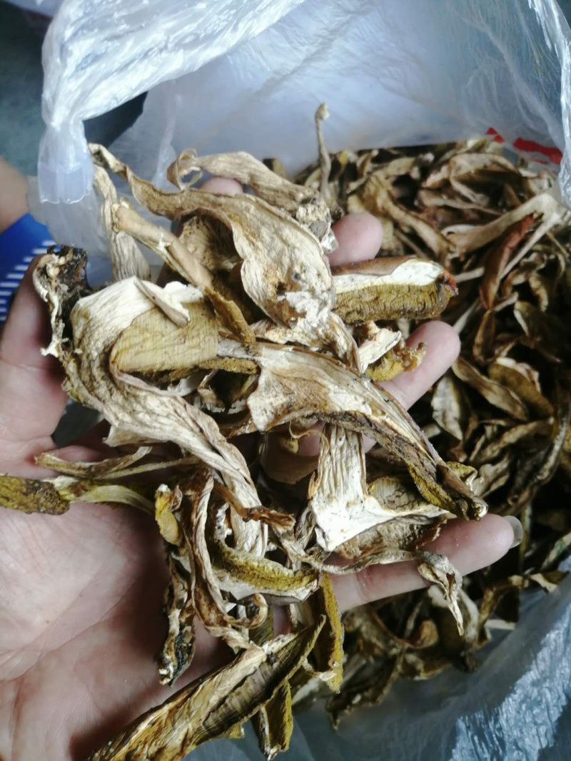 牛肝菌八百里伏牛山天然牛肝菌各种规格，产地直销