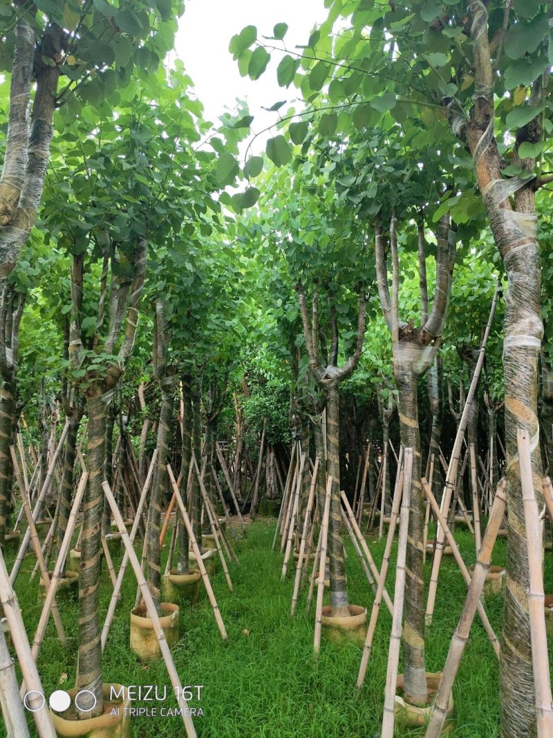 宫粉紫荆（开粉红花）小区工程，市政场规的重点乔木