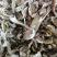 牛肝菌八百里伏牛山天然牛肝菌各种规格，产地直销