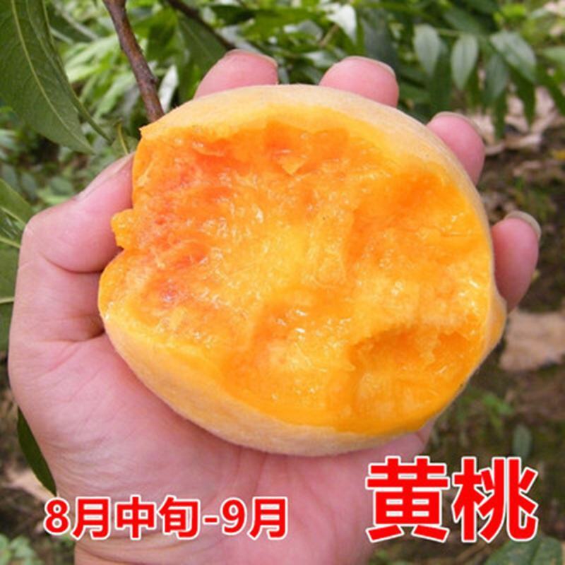 优质嫁接锦绣黄桃苗，果大脆甜，包成活率