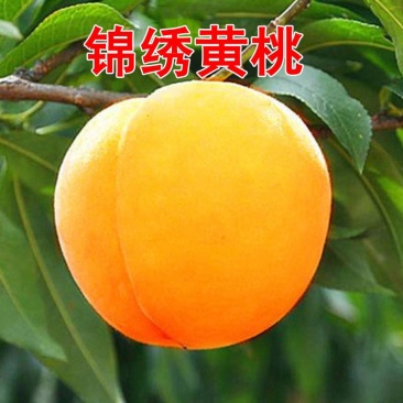 优质嫁接锦绣黄桃苗，果大脆甜，包成活率
