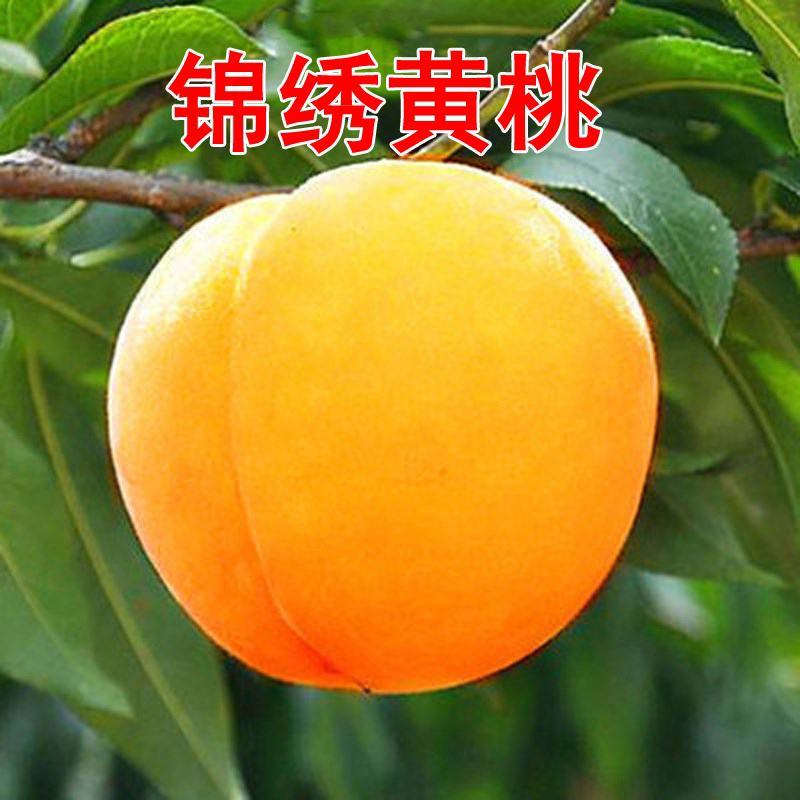 优质嫁接锦绣黄桃苗，果大脆甜，包成活率