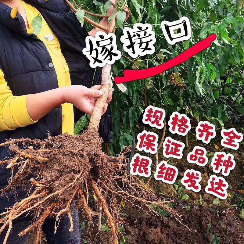 优质嫁接锦绣黄桃苗，果大脆甜，包成活率