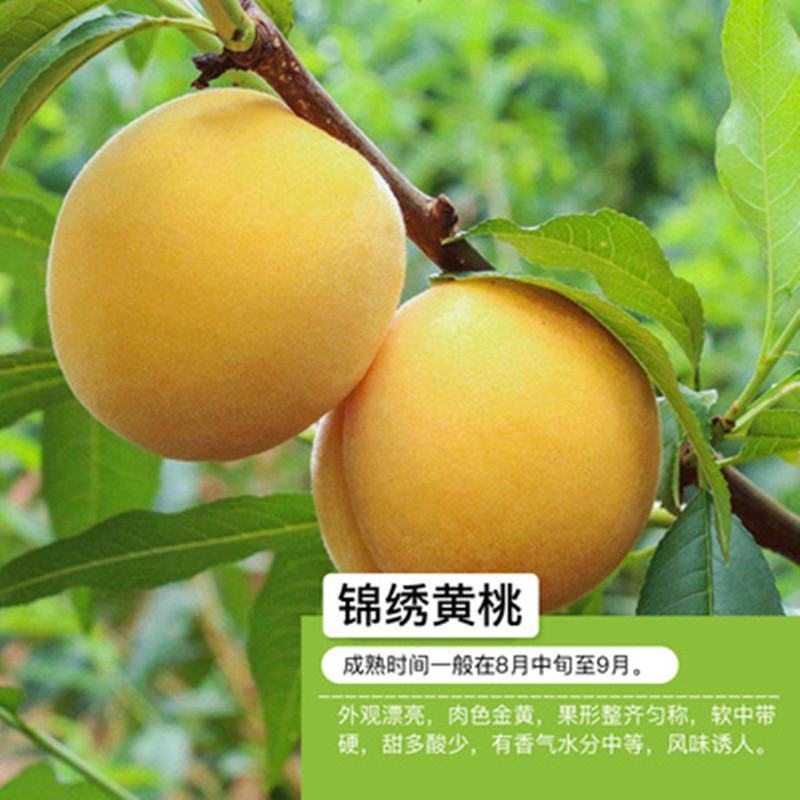 优质嫁接锦绣黄桃苗，果大脆甜，包成活率