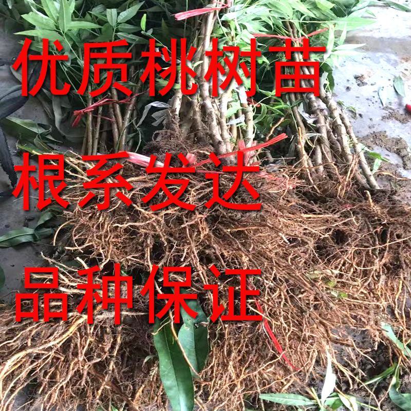 优质嫁接锦绣黄桃苗，果大脆甜，包成活率