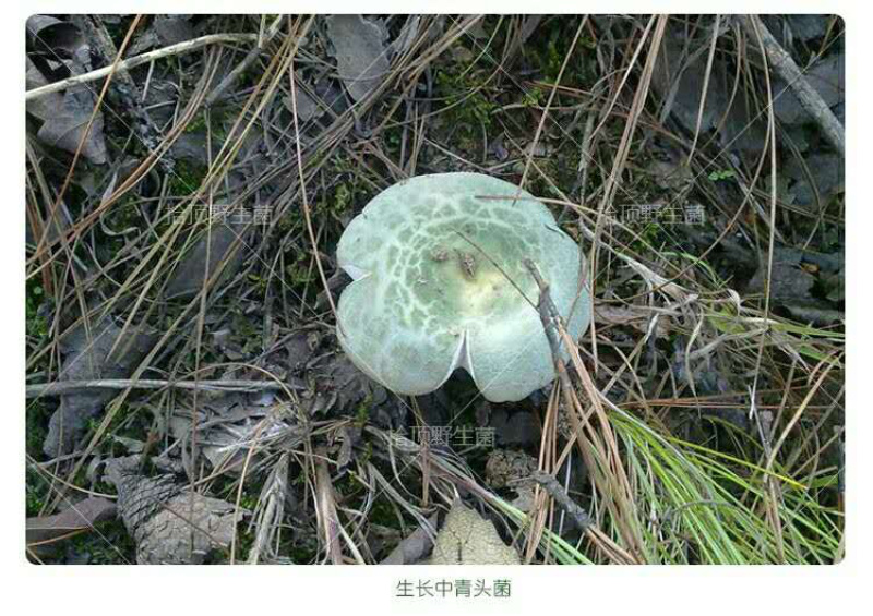 青头菌伏牛山天然野生青头菌