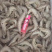 单冻青虾（双箭青虾）10斤装