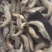 单冻青虾（双箭青虾）10斤装