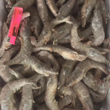单冻青虾（双箭青虾）10斤装