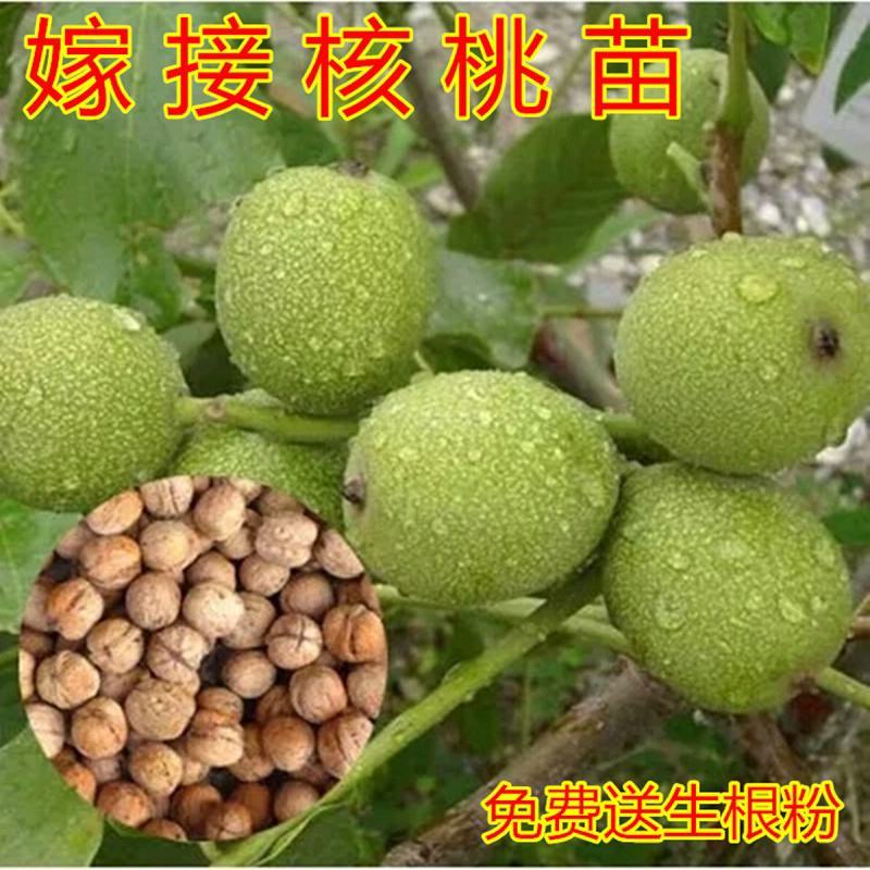 核桃树苗嫁接苗现挖现发南北方庭院户外种植均可