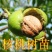 核桃树苗嫁接苗现挖现发南北方庭院户外种植均可