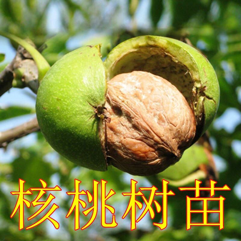 核桃树苗嫁接苗现挖现发南北方庭院户外种植均可