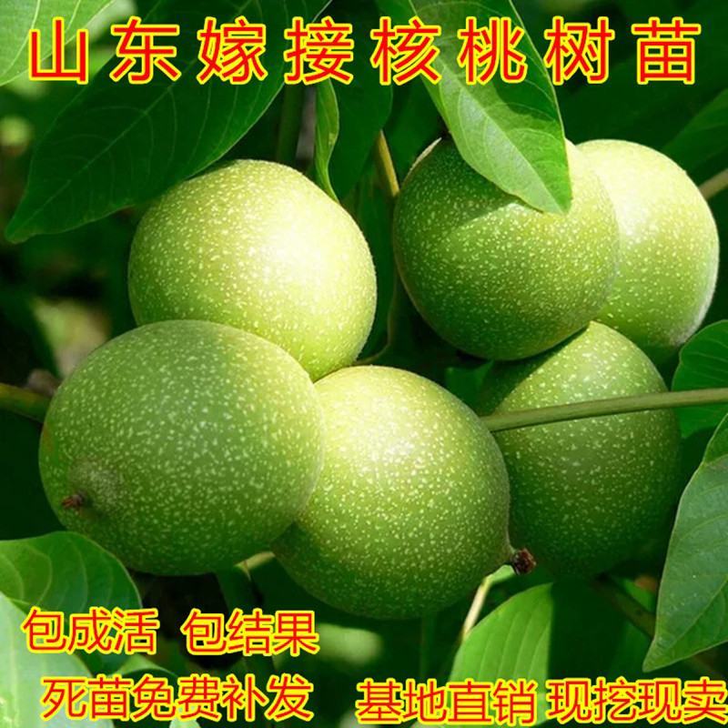 核桃树苗嫁接苗现挖现发南北方庭院户外种植均可