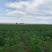 内蒙古高原大草原藜麦真空块500克家庭包绿色助农产品