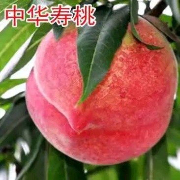 桃树苗中华寿桃果树苗山东桃树苗早中熟新品种