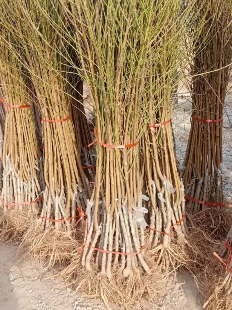 桃树苗中华寿桃果树苗山东桃树苗早中熟新品种