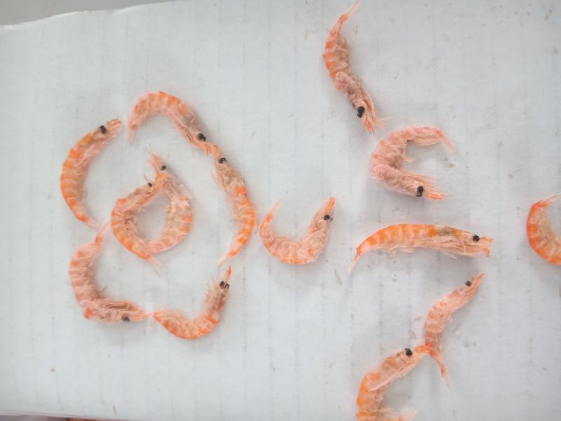 南极深海鳞虾！无盐干度非常的好！一手货源货源充足大量现货