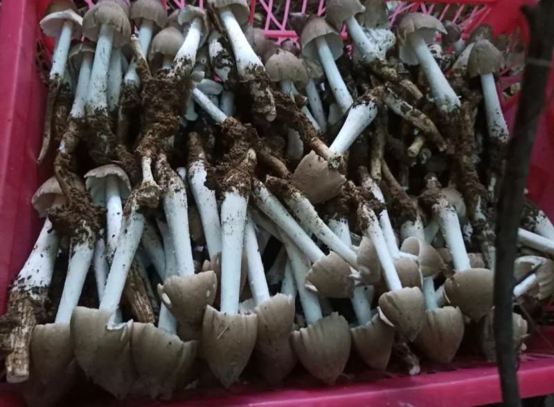 火把鸡枞菌上市产地收购带发品相好鲜味更好