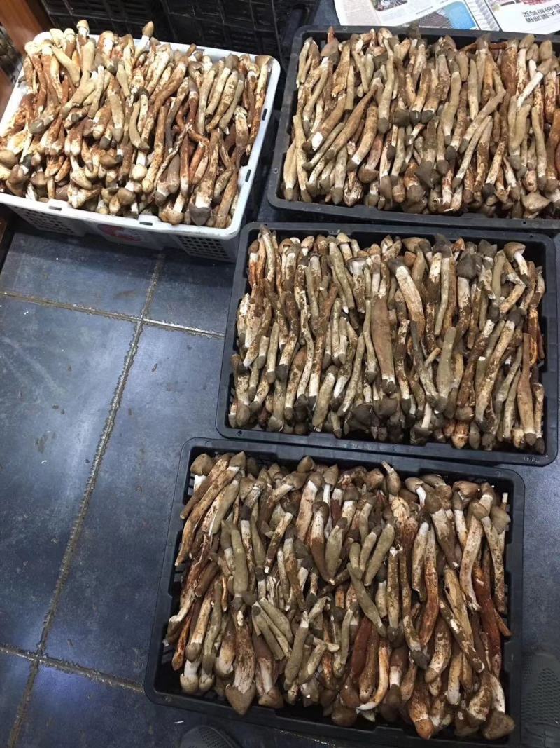 火把鸡枞菌上市产地收购带发品相好鲜味更好
