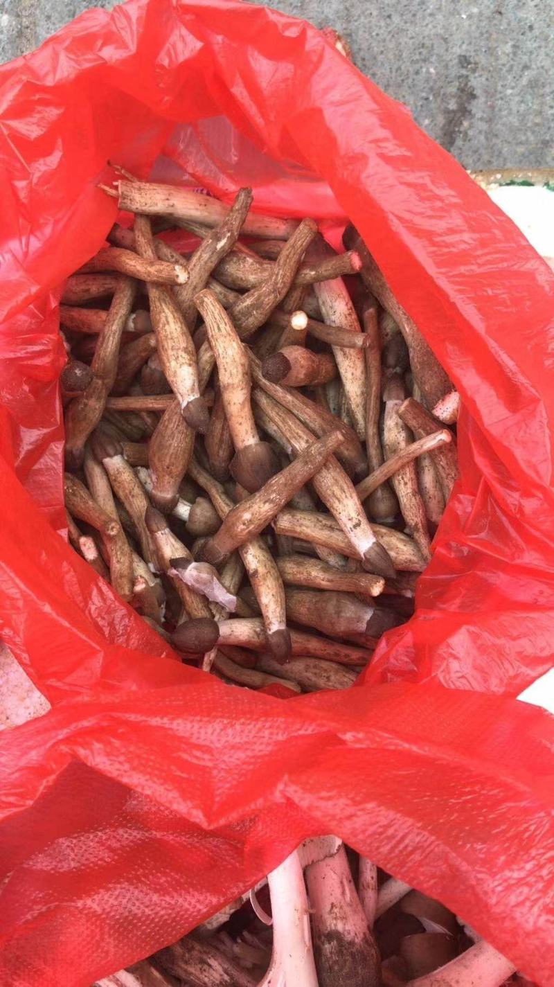 火把鸡枞菌上市产地收购带发品相好鲜味更好