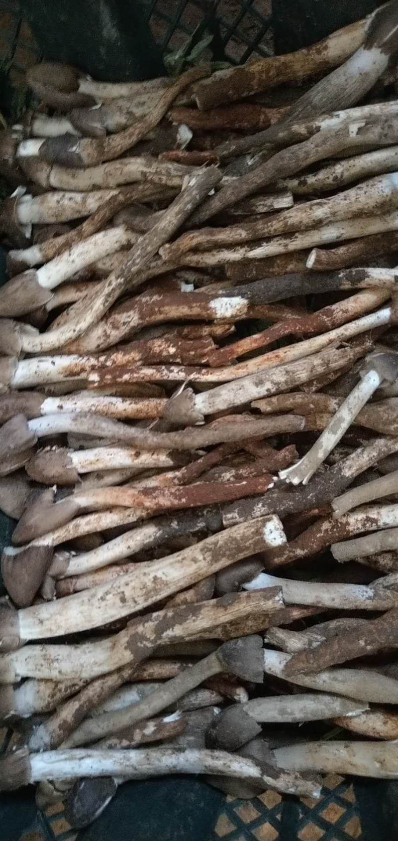 火把鸡枞菌上市产地收购带发品相好鲜味更好