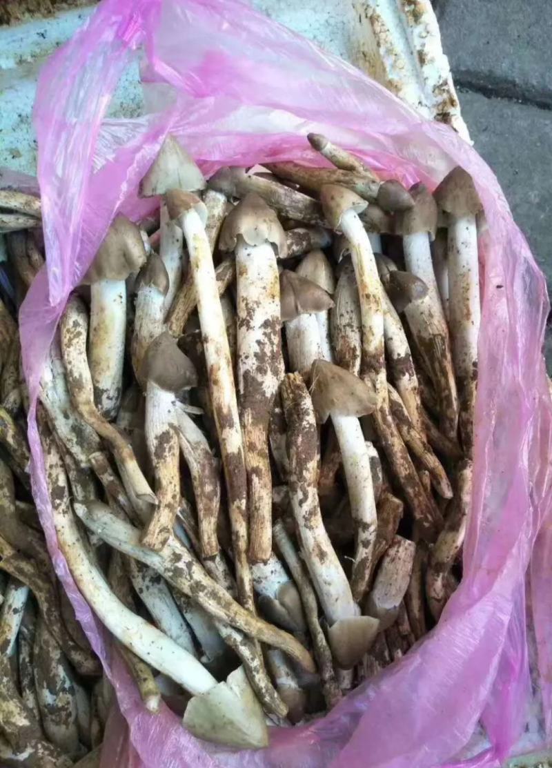 火把鸡枞菌上市产地收购带发品相好鲜味更好