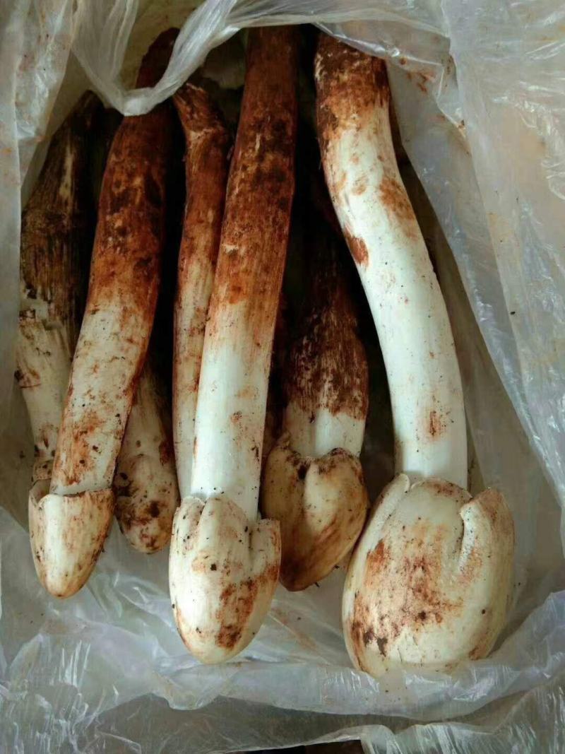 火把鸡枞菌上市产地收购带发品相好鲜味更好