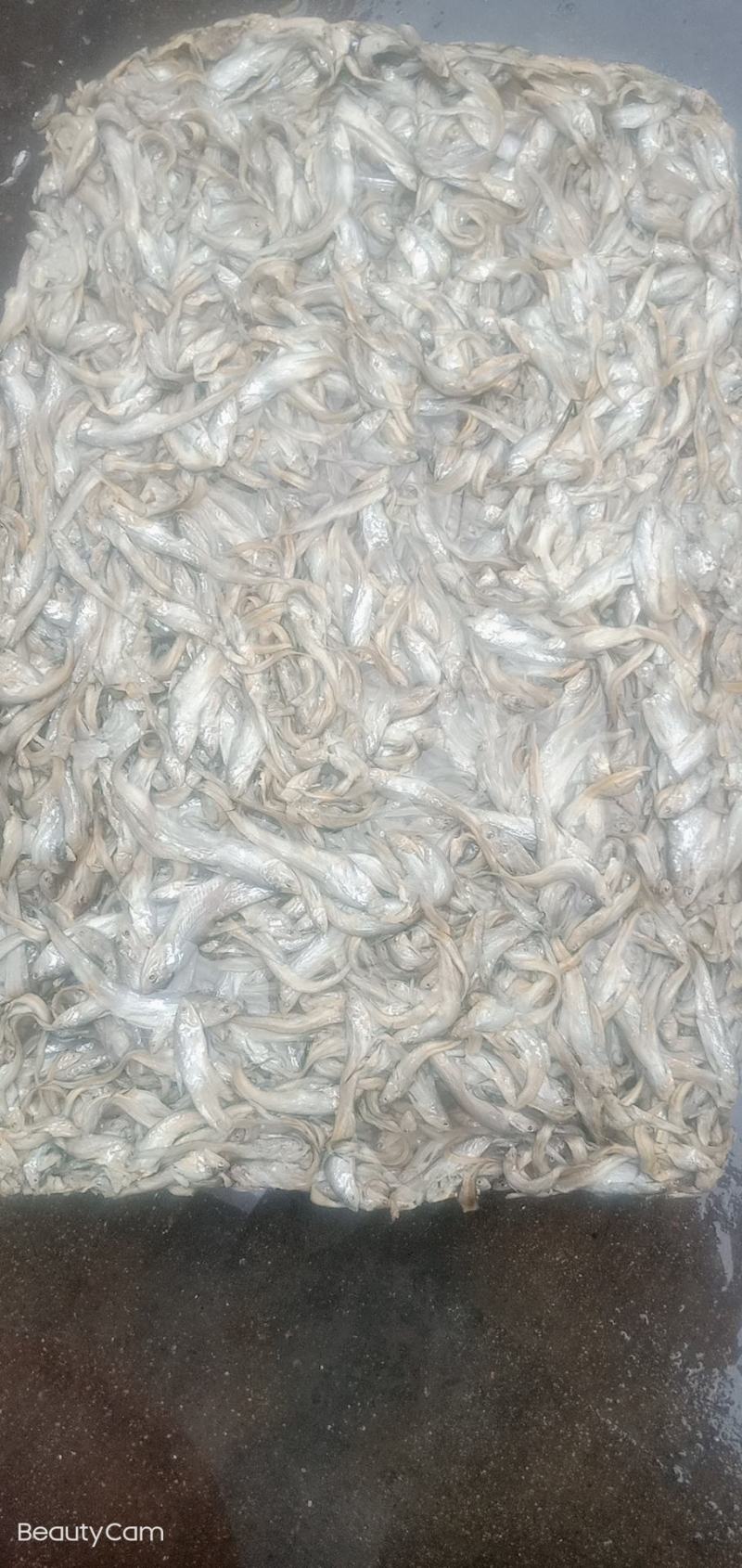 小毛刀鱼，小毛刀鱼小鱼