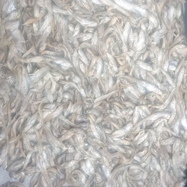 小毛刀鱼，小毛刀鱼小鱼