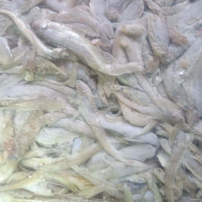 小毛刀鱼，小毛刀鱼小鱼