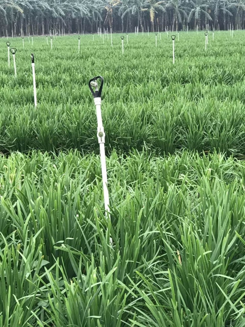 韭黄头茬30～40公分