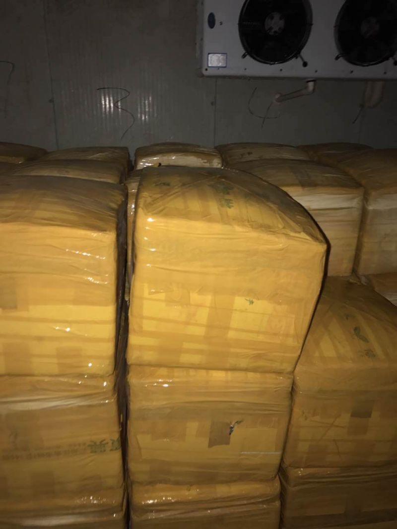韭黄头茬30～40公分