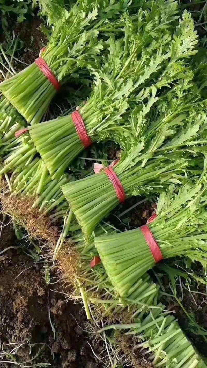 本地叶菜类大量上市，质优价廉