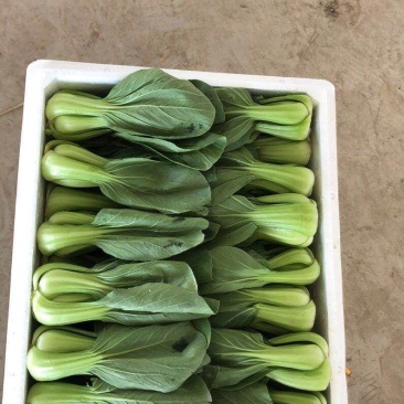 本地叶菜类大量上市，质优价廉
