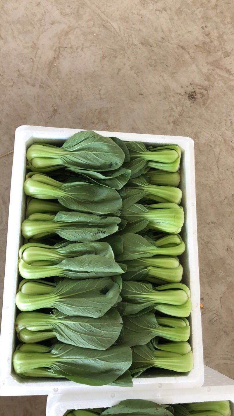 本地叶菜类大量上市，质优价廉