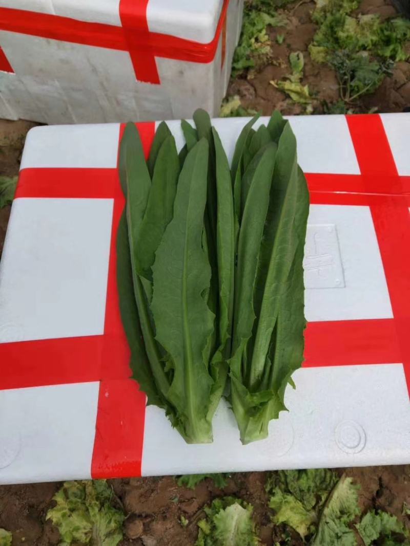 本地叶菜类大量上市，质优价廉