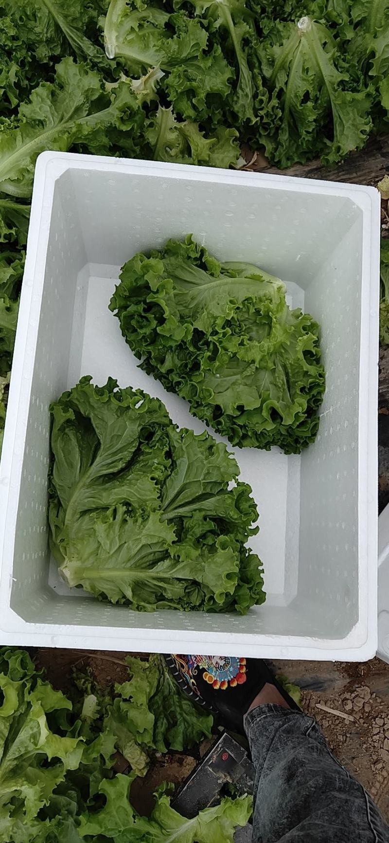 本地叶菜类大量上市，质优价廉