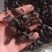 九香虫臭板虫打屁虫可打粉质量保证中药专营
