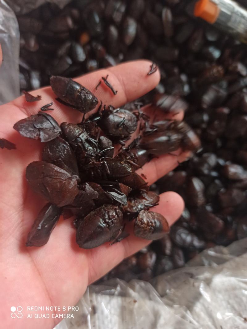 九香虫臭板虫打屁虫可打粉质量保证中药专营