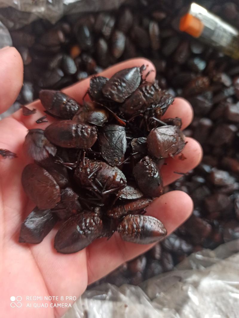 九香虫臭板虫打屁虫可打粉质量保证中药专营