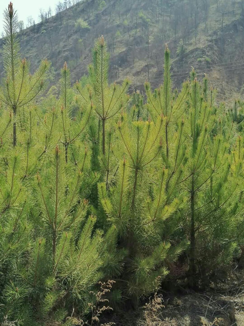 一米五油松，树形优美，基地大量供应