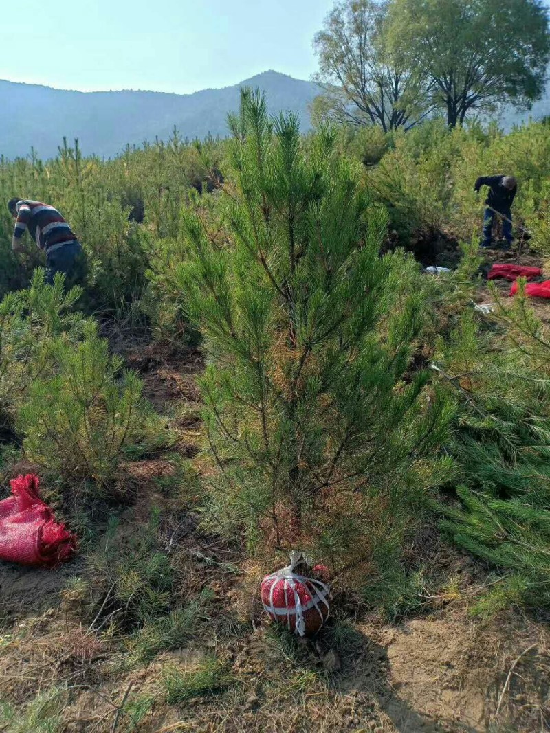 一米五油松，树形优美，基地大量供应