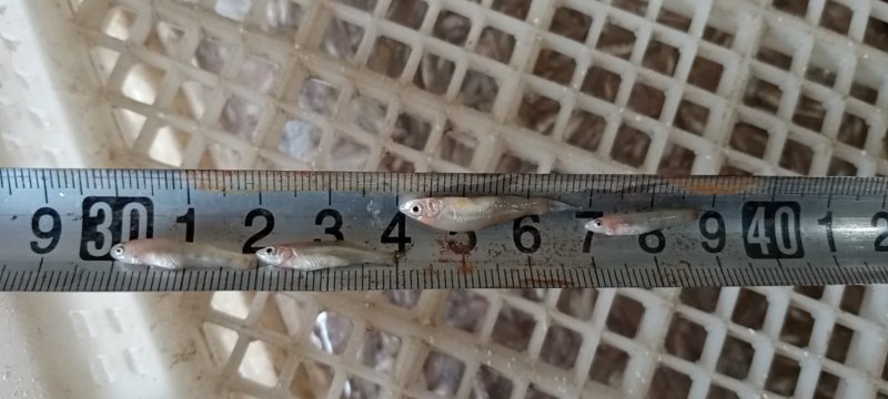代装速冻小黄鱼2公分左右纯淡水，水库捕捞低温速冻。