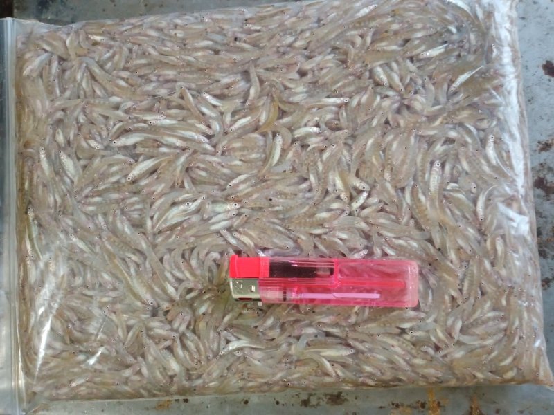 代装速冻小黄鱼2公分左右纯淡水，水库捕捞低温速冻。