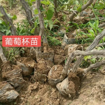 葡萄苗，，精品树形，基地供应，质量保障，诚信经营