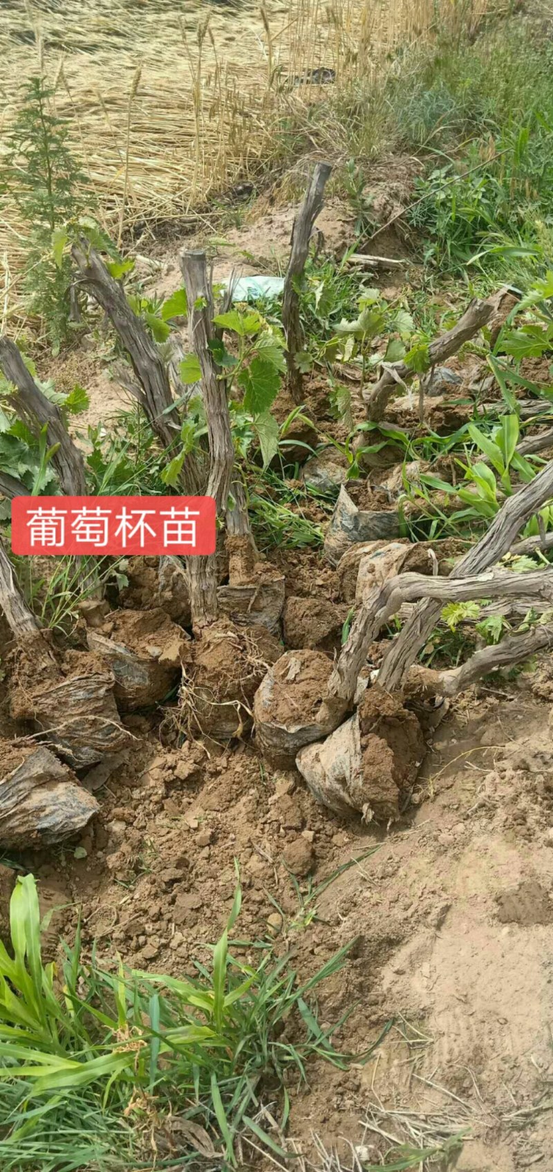 葡萄苗，，精品树形，基地供应，质量保障，诚信经营