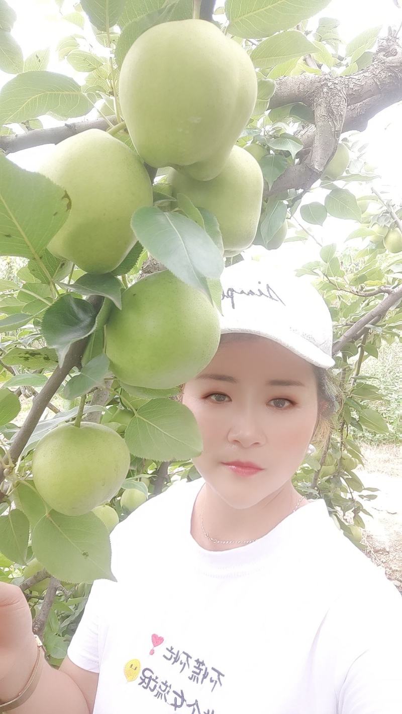 陕西礼泉精品早酥梨大量上市质量上乘欢迎实地考察