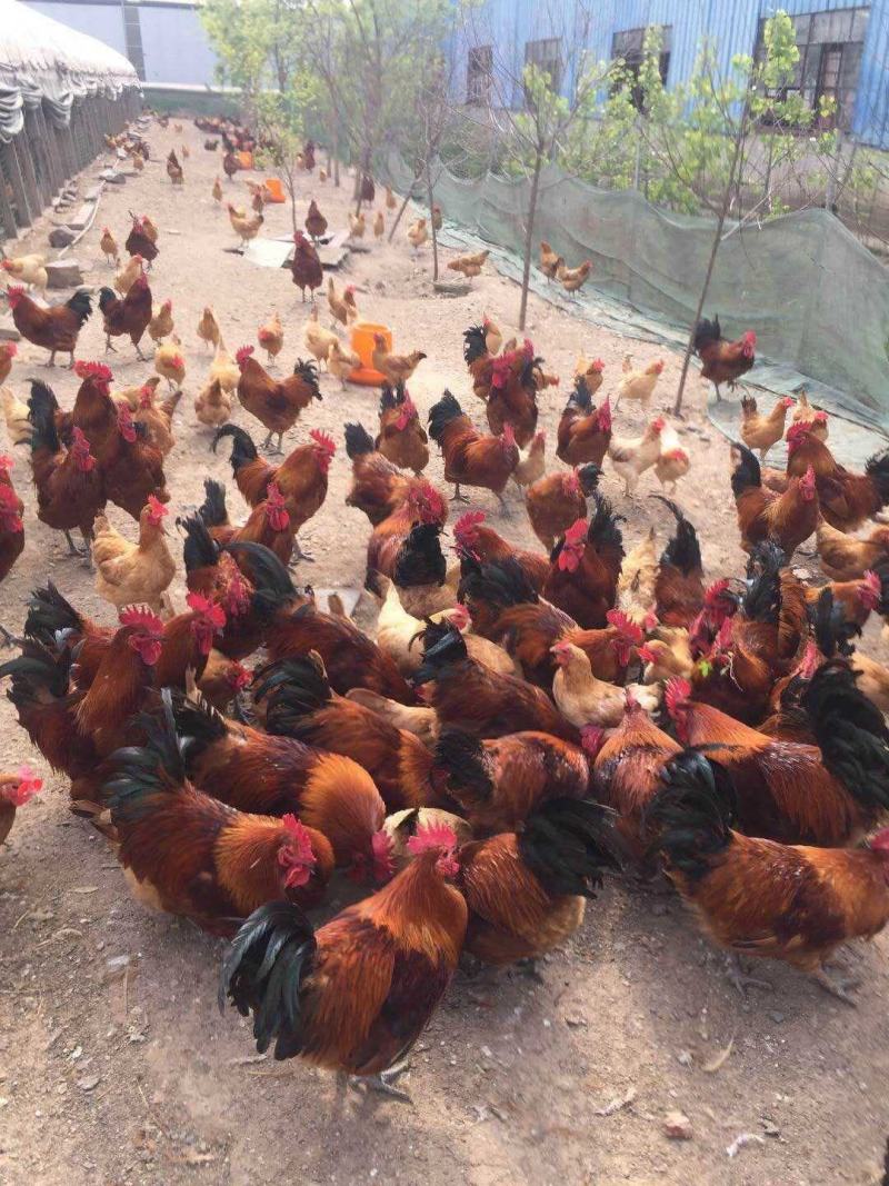 鸡苗[量大从优]三黄鸡苗，量大从优，包运输，包成活率