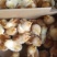 鸡苗[量大从优]三黄鸡苗，量大从优，包运输，包成活率